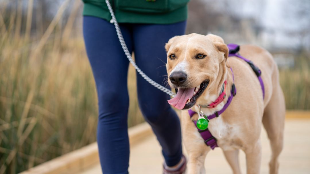 picture of dog being walked